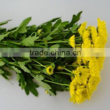 Natural classical indoor chrysanthemum flower