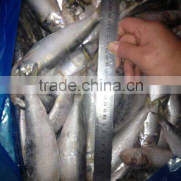 Frozen sardine whole round China supplier