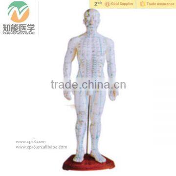 Medical Human Parts Acupuncture point Model (Male 50cm)