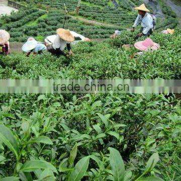 Green Tea Drinks Lower Blood Pressure