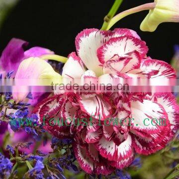 60 To 80 Stem Red Carnation Happy Valentine Natural Rose Cut Fresh Flowers