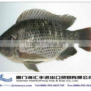 good tilapia price from HHF