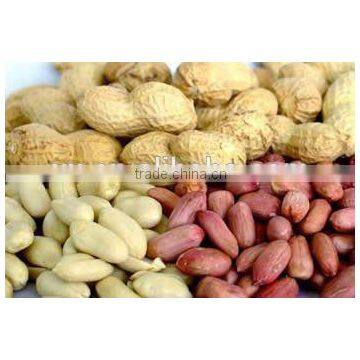 Blanched Peanut Kernels, Peanuts in Shell, Roasted Peanut Inshell photo-2