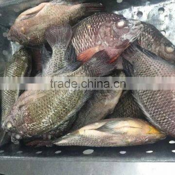 W/R Frozen Block Tilapia Fish With Perfect Quality On Sale