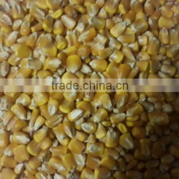 White and Yellow Corn (Human Consumption & Animal Feed)