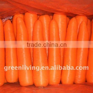 hot sale carrot