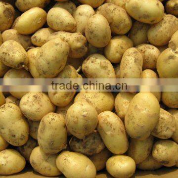 2012 fresh potato for sale