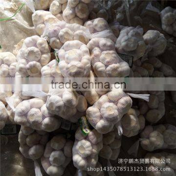 Jinxiang garlic for sale