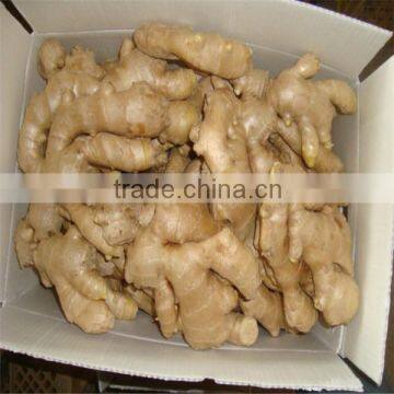 Old Ginger Variety and EXPORT Certification GINGER MATURED 9 MONTHS OLD