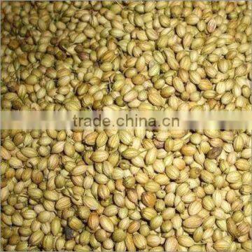 High Quality coriander seeds