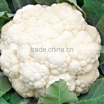 HCF10 Baozang cold resistant OP cauliflower seed