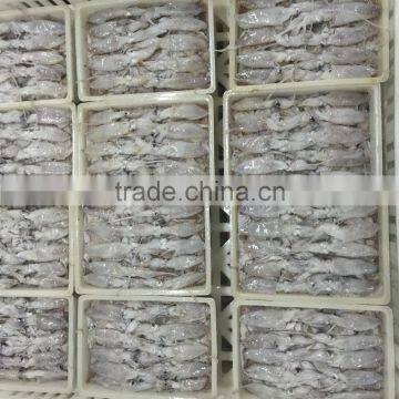 Frozen Baby Loligo Squid photo-5