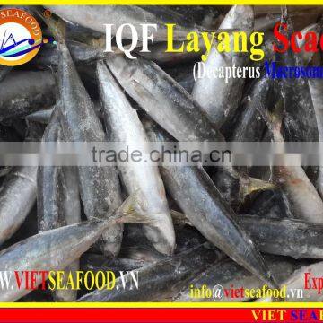 IQF LAYANG SCAD WHOLE ROUND photo-5