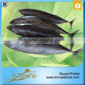 Carton or Woven Bag Packed 18 Months Shelf Life Bonito Exporting photo-2
