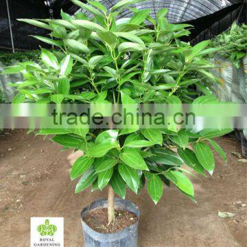 Cinnamomum cassia Ornamental Plants