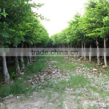 Ficus Nitida Landscaping Trees for Outdoor photo-6