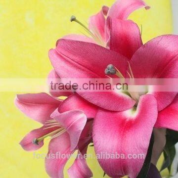 Pink Lily Robina flower High grade wholesale from China supplier