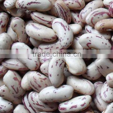 Light Speckled Kidney Beans