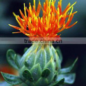 safflower essence oil bulk