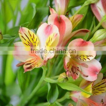 Popular unique yunnan fresh cut narcissus lily flower