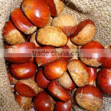 2016 high quality of the chestnut,dandong chestnut