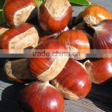 Dried Raw Chestnuts for sale