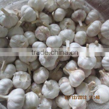 High Quality odorless Garlic Extract