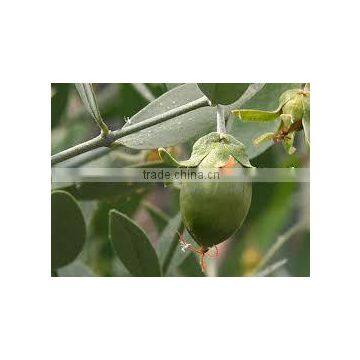 JOJOBA OIL 2016 LEADING WHOLESALER IN WORLD