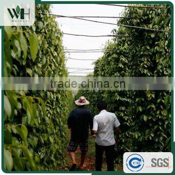 Cambodia Special Flavorful 500gl Black Pepper photo-5