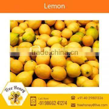Tangy Fresh Indian Farm Lemon at Attractive Price
