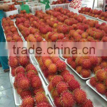 Vietnam Fresh Rambutan Fruit