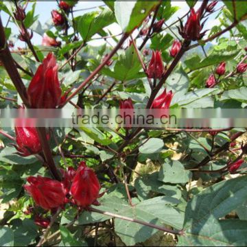 Newest Roselle Seeds Hibiscus Seeds Luosheng Flower Tea Seeds For Sale