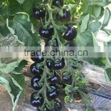 High Quality Hybrid Black Cherry Tomato Seeds for Growing- Purple Bright photo-2