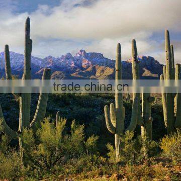 Carnegiea Gigantea Britton et Rose, Saguaro, Pot Plants, Bonsais