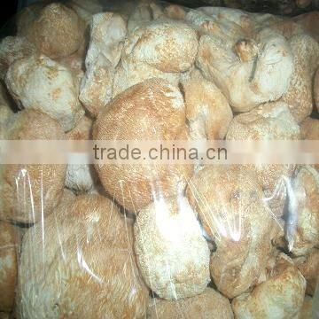 Dried Hericium erinaceus of best selling