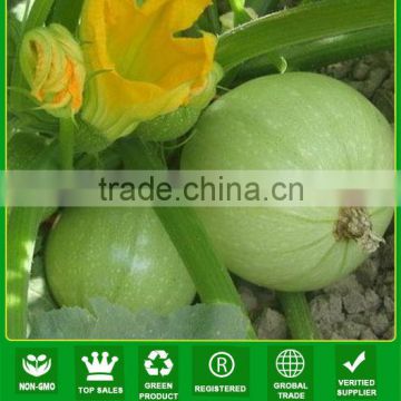 JSQ07 Magge early mature round shape light green hybrid squash seeds f1 for planting