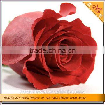 Export cut fresh flower of red rose flower from china