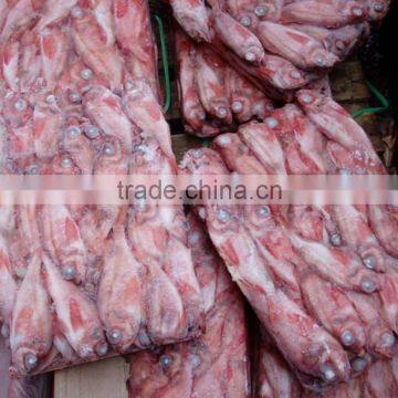 Frozen Red Fish photo-2