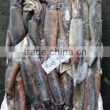 Frozen argentina squid