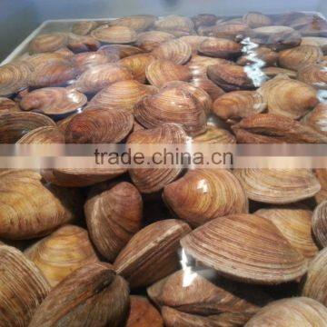 Cherry Stone photo-5