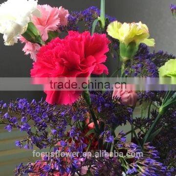 good quanlity big muma carnation flower from yunnan