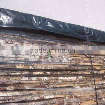 BIRCH TIMBER UNEDGED photo-5