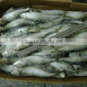 Fresh seafood and frozen delicious bulk sardine