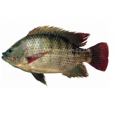 15% Off Discount for 2022 | Guarantee Free Sample Full Frozen Black Tilapia Fish 100% Natural Export Product IQF