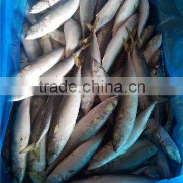 Pacific Mackerel New Coming Seafood photo-6