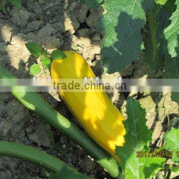 SX Bright yellow rind and yellow-white flesh summer squash seeds