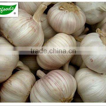 2014 new fresh normal white garlic