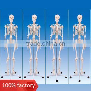 Male skeleton model (PVC)