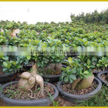 S Shaped Ficus Ginseng Microcarpa Bonsai Tree Banyan Ficus Indoor Ornamental Decorative Plants Nursery photo-5