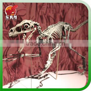 Museum professional life size dinosaur skeleton for sale